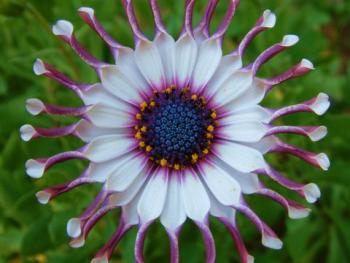 flower-mediterranean