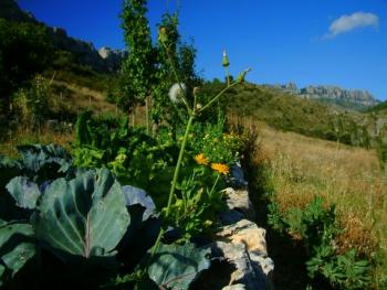 vegetable-garden-ecodharma