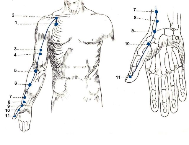 Lung meridian