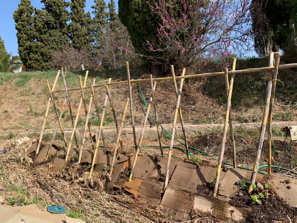 20-tomateras
